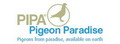 比利时赛鸽天堂网 - PIPA Logo